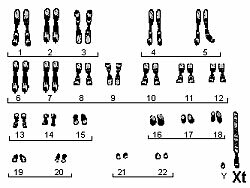 triinu karüogrammi joonis